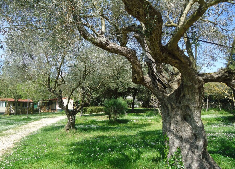 Mon Paradis - Mini Camp - Rovinj