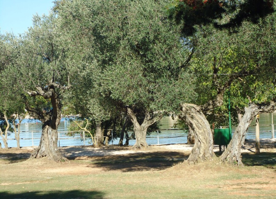 Mon Paradis - Mini Camp - Rovinj